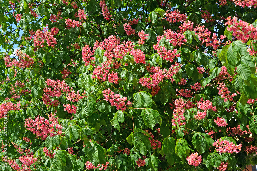 Inflorescences of horse chestnut meat-red (Aesculus ×carnea Zeyh.). Background