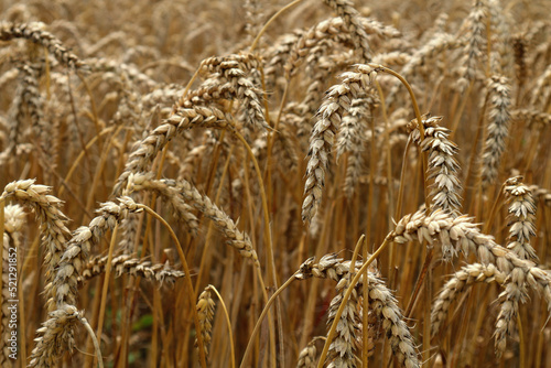 Ripe ears of wheat close up. Selective focus.