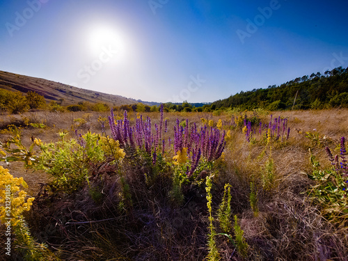 Wildflowers in the grass at sunset. Bright purple lavender flowers bloom in summer. Beautiful nature. 