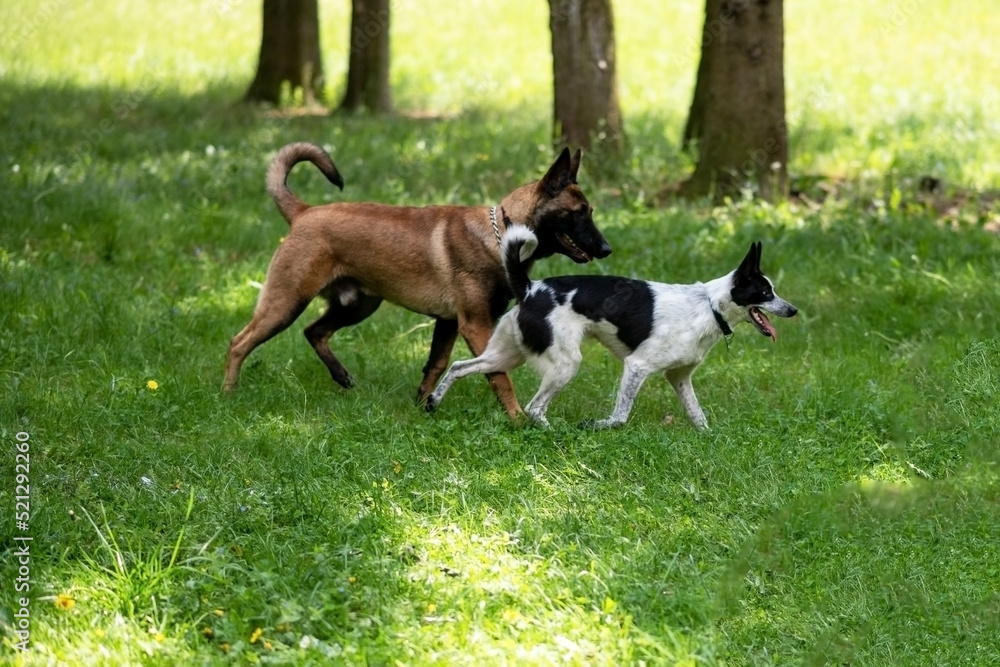 Attempted group sex with purebred dogs in the park.