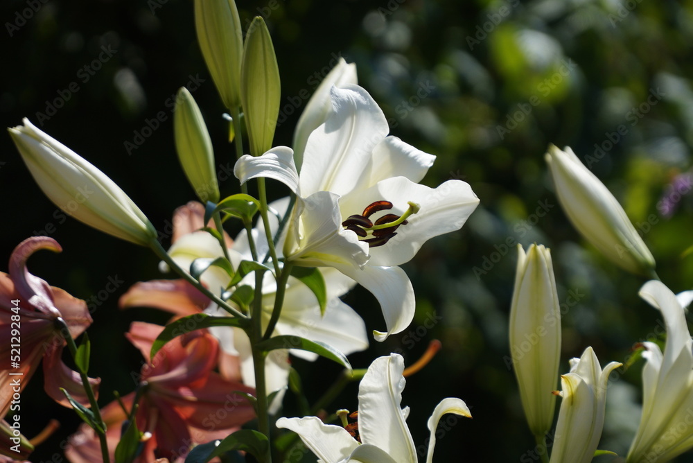 White lily in the garden, close-up White lily in the garden, close-up