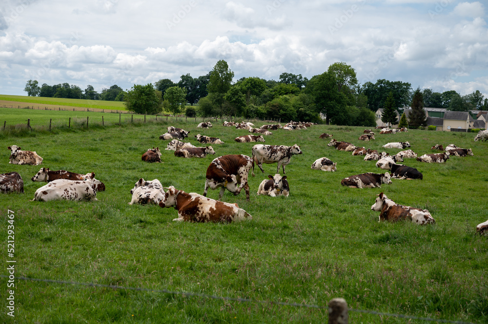 Obraz premium Herd of cows resting on green grass pasture, milk and cheese production in Normandy, France