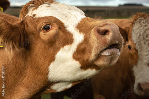 Close up headshot of a brown and white cow with mouth open and moo-ing.  Facing right.  Horizontal.  Copy space.
