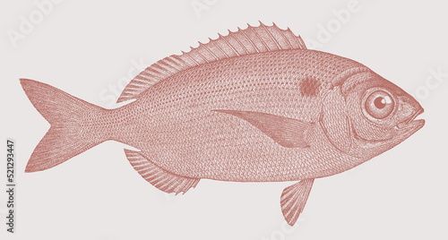 Blackspot seabream pagellus bogaraveo, marine fish in side view