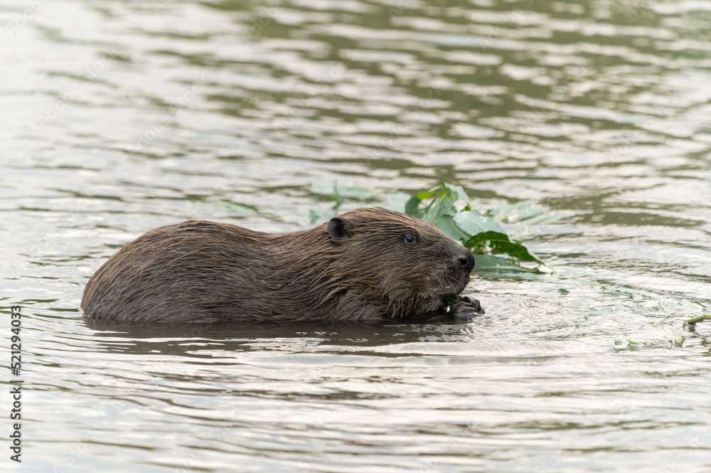 Beaver with his activities on the Mures River in Romania Beaver with his activities on the Mures River in Romania