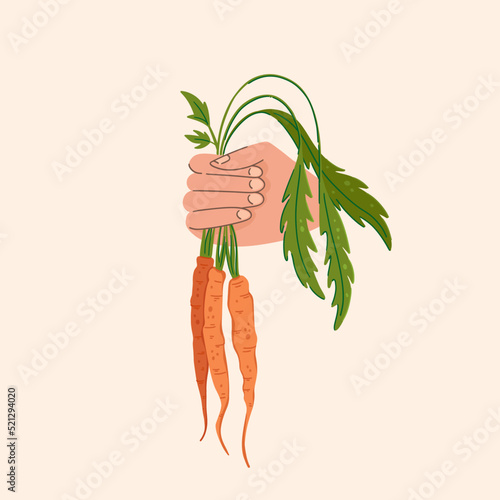 Harvesting carrots vector illustration. Hand with bunches of freshly picked carrots with tops