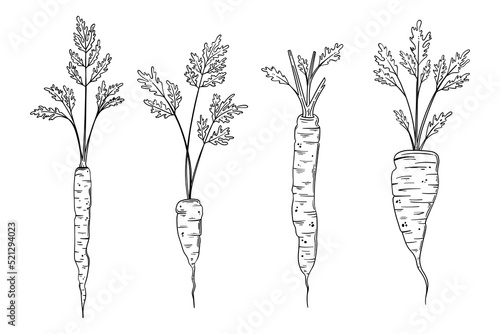 Hand drawn carrot vector set illustration. Organic vegetable food in sketch style. Freshly picked different carrots with tops
