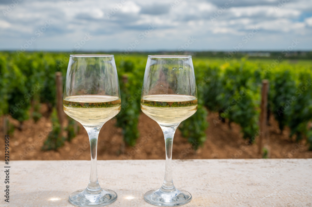 Tasting of white dry wine made from Chardonnay grapes on grand cru classe vineyards near Puligny-Montrachet village, Burgundy, France Tasting of white dry wine made from Chardonnay grapes on grand cru classe vineyards near Puligny-Montrachet village, Burgundy, France
