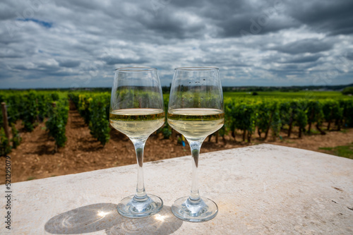 Tasting of white dry wine made from Chardonnay grapes on grand cru classe vineyards near Puligny-Montrachet village  Burgundy  France