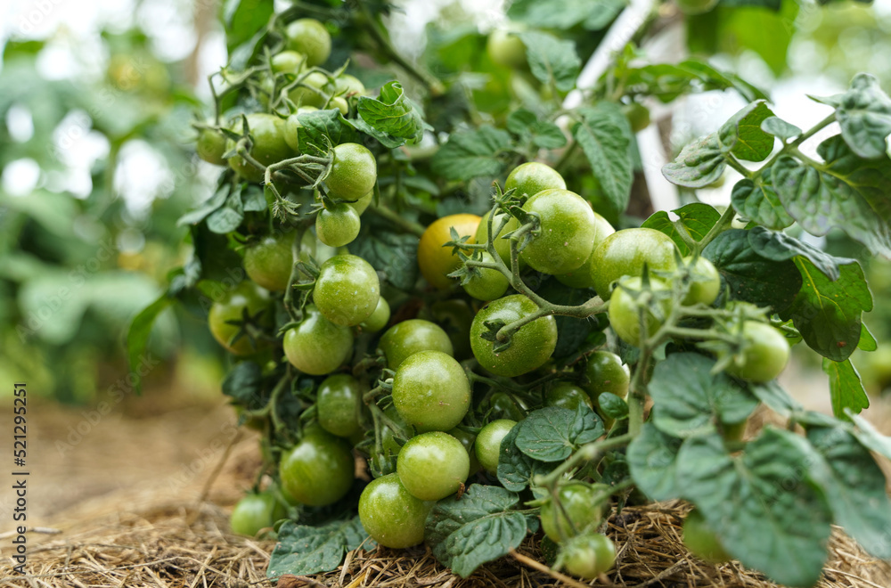 Fototapeta premium Beautiful green cherry tomatoes grown in the garden.