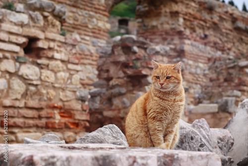 Cat sitting on the ruins of the Ancient Greek City Ephesus