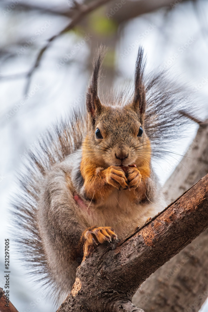 Fototapeta premium The squirrel with nut sits on a branches in the spring or summer.