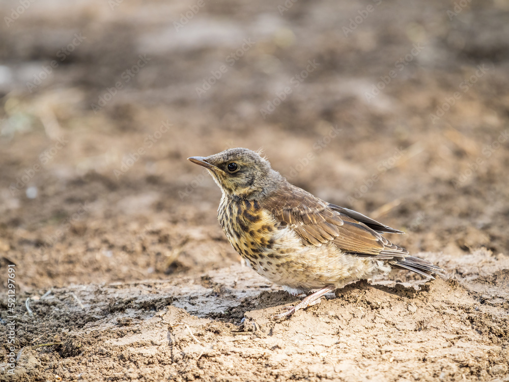 A fieldfare chick, Turdus pilaris, has left the nest and sitting on the spring lawn. A fieldfare chick sits on the ground and waits for food from its parents. A fieldfare chick, Turdus pilaris, has left the nest and sitting on the spring lawn. A fieldfare chick sits on the ground and waits for food from its parents.