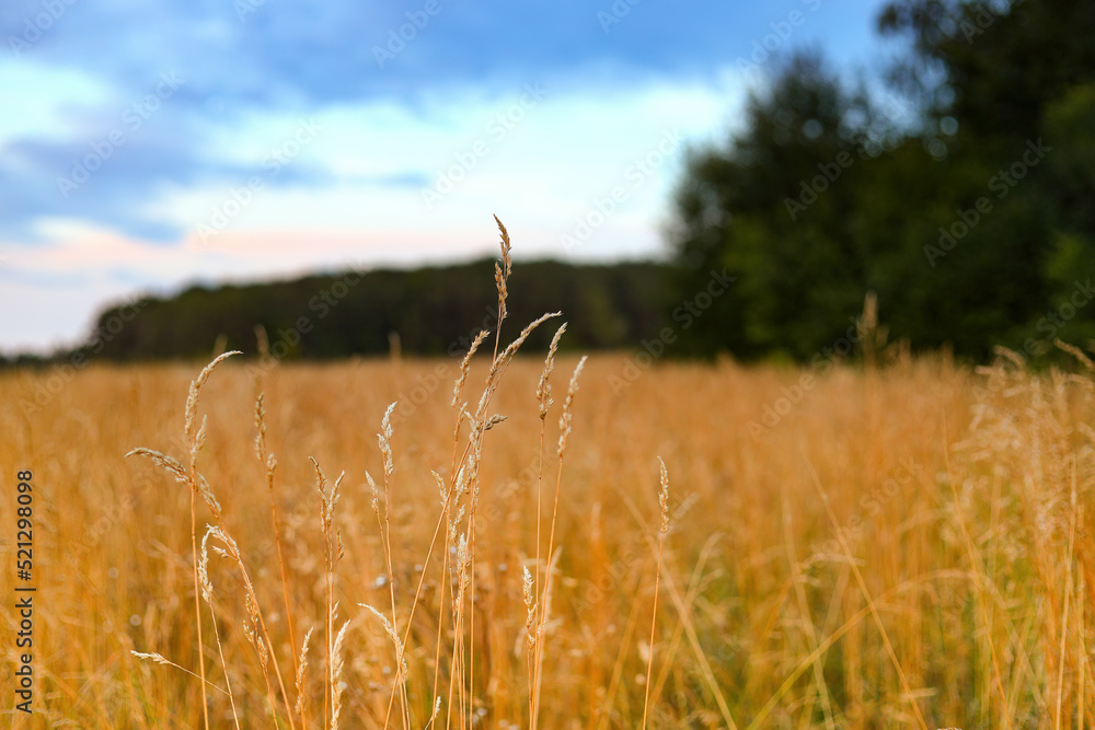 Obraz premium grain field in front of a forest