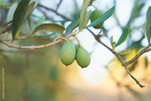 Close up of green olives in summer on a branch with leaves in a vintage look. Empty space for text. Suitable as a background. Mediterranean lifestyle.