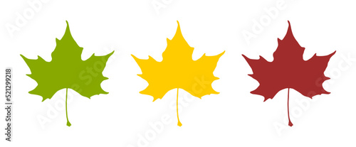 Sycamore or Plane or Maple Leaf in Green, Yellow and Red Symbolising the Seasons Spring, Summer and Autumn. Vector Image.