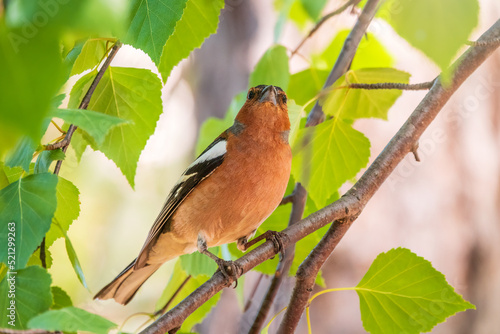 Common chaffinch, Fringilla coelebs, sits on a branch in spring on green background. Common chaffinch in wildlife.