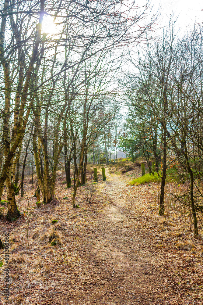 Beautiful natural forest moor and winter landscape panorama Germany. Beautiful natural forest moor and winter landscape panorama Germany.