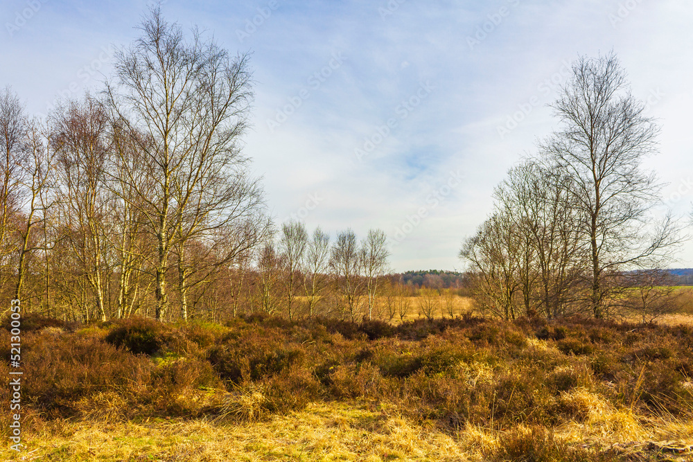 Beautiful natural forest moor and winter landscape panorama Germany.