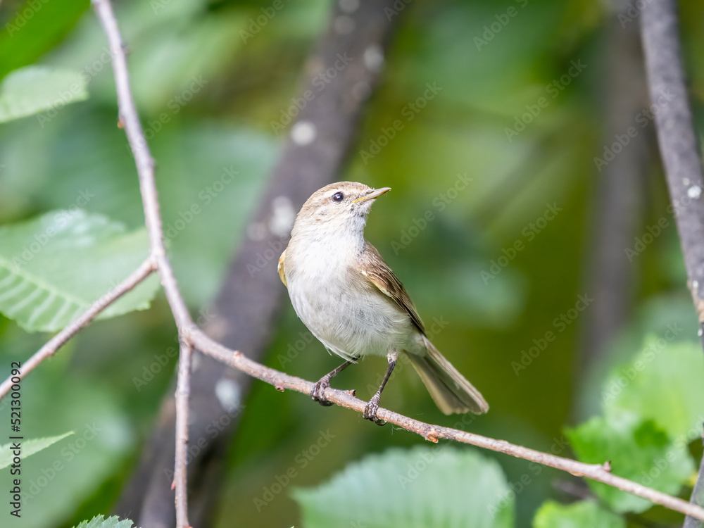 Common chiffchaff, lat. phylloscopus collybita, sitting on branch of bush in spring and looking for food