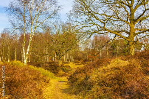 Beautiful natural forest moor and winter landscape panorama Germany. photo