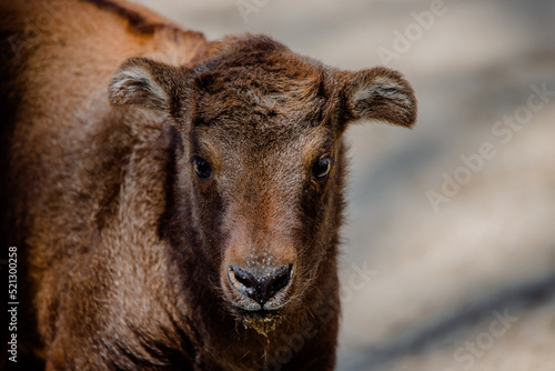 Cute face portrait of a baby mishmi takin