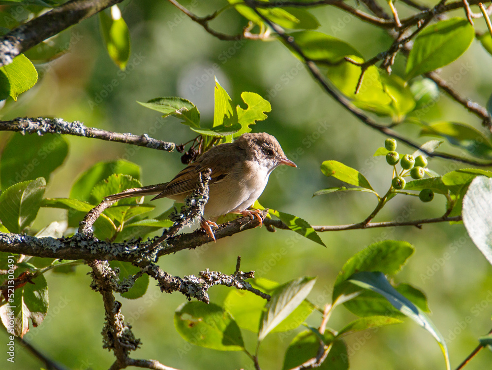 Fototapeta premium Grey warbler bird (Latin Sylvia communis). It is a small mobile bird smaller than a sparrow. The dorsal side is grayish-brown with ash-gray coloration of the head, sides of the neck and upper tail, t