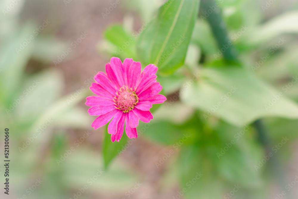 Obraz premium ピンク色の百日草