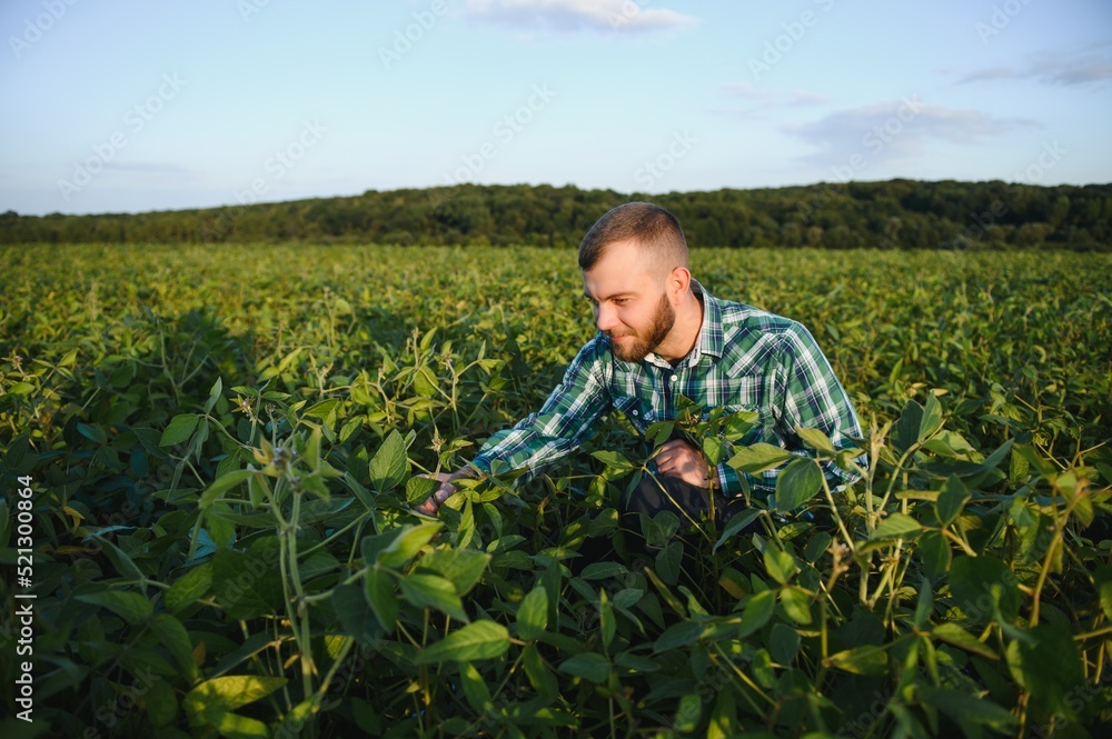 Agronomist inspects soybean crop in agricultural field - Agro concept - farmer in soybean plantation on farm Agronomist inspects soybean crop in agricultural field - Agro concept - farmer in soybean plantation on farm