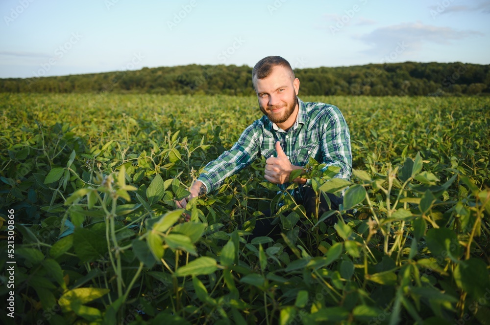 Fototapeta premium Agronomist inspecting soya bean crops growing in the farm field. Agriculture production concept. young agronomist examines soybean crop on field in summer. Farmer on soybean field