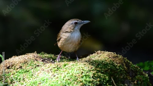 Closeup shot of Old World babbler eating earthworm from grass with blur background photo