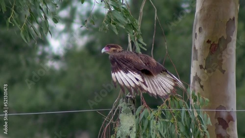 Carancho flying off a fence (Southern Crested Caracara Plancus photo