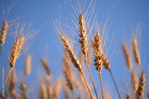 yellow spikelets of wheat gold of ukraine hunger cause of war against the light blue evening sky high quality photo The tiny spike  wheat  closeup photo close up