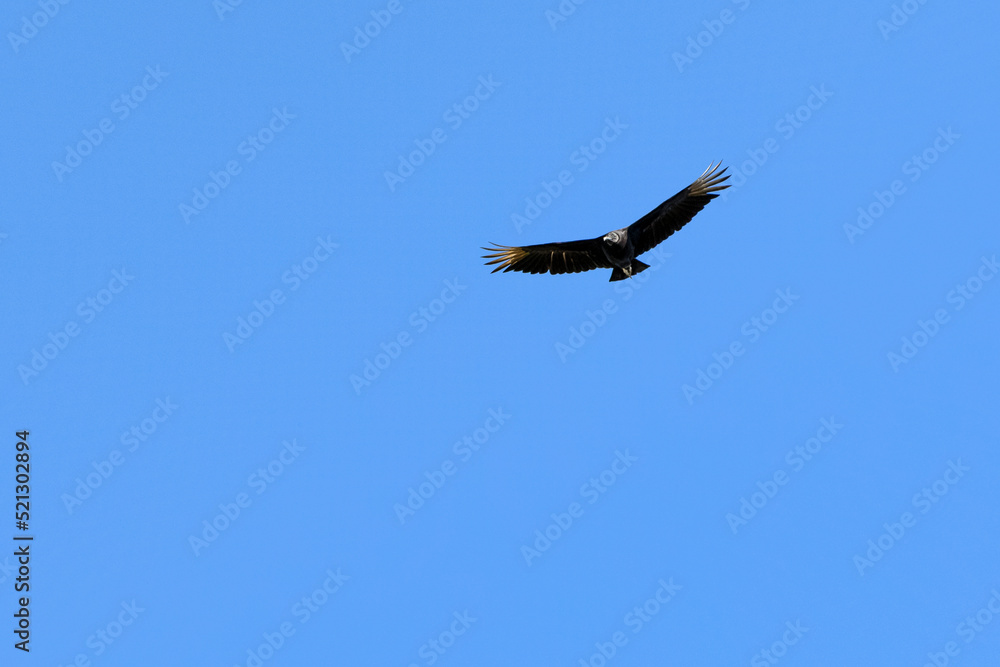 American black vultures also know as Urubu flying in the blue sky . Species Coragyps atratus. New world vulture. Animal world. Birdwatching. Birding