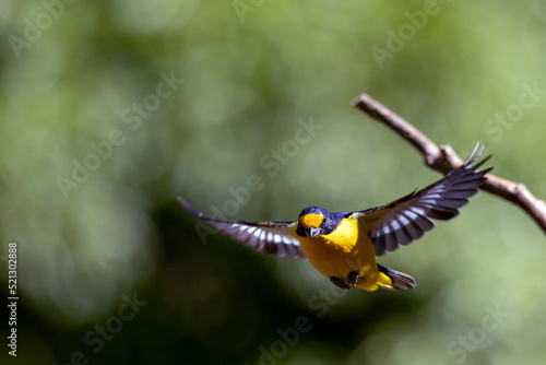 The fly of tropical bird Violaceous euphonia as know as gaturamo .  Green background, Species Euphonia violacea. Birdwatching. Animal world. Yellow bird. photo