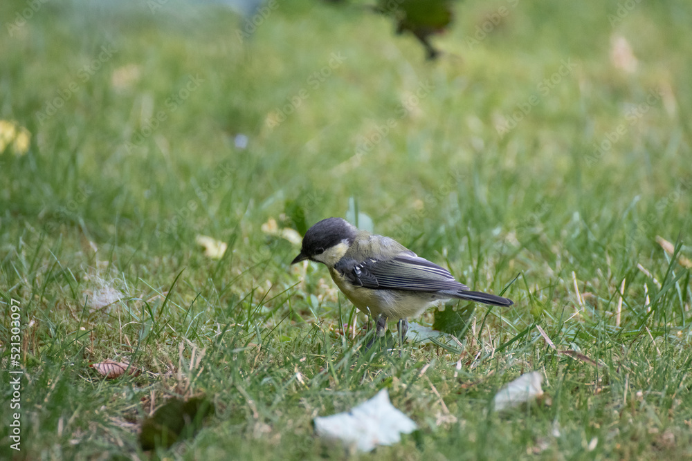 Fototapeta premium A great tit bird on the ground