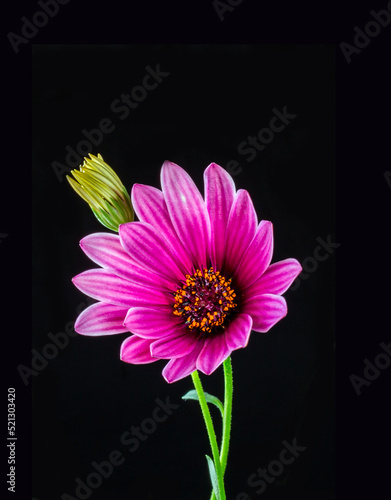 A beautiful purple flower  on a stem. Macro. Black background. Close-up