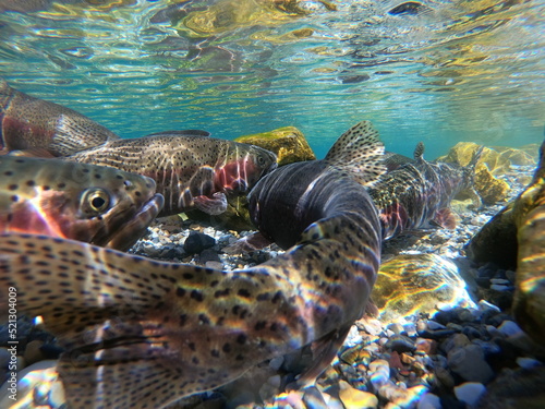 Rainbow Trout spawning in May underwater in Montana
