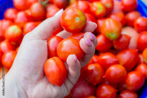 girl 6-8 years old picks tomatoes in the garden. Large green plants in the garden. Growing vegetables with your own hands. Help with harvesting. Conscious consumption and sustainable development. photo