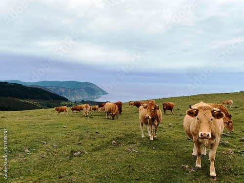 Vacas en una montaña de Lugo, Galicia © CDN