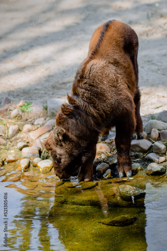 Young mishmi takin drinking water Young mishmi takin drinking water