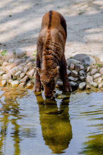 Young mishmi takin drinking water © Azahara