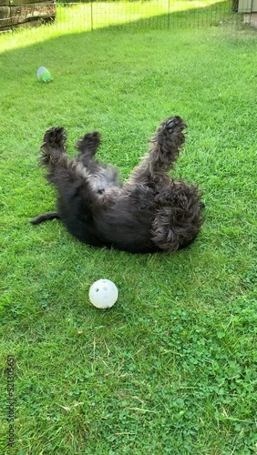 Vertical video of black miniature schnauzer playful happy dog rolling on the lawn in garden.