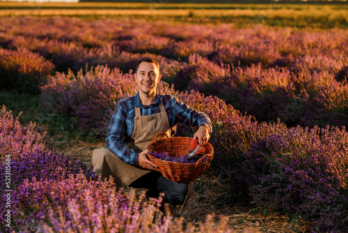 Wallpaper Mural Professional man worker in uniform Cutting Bunches of Lavender with Scissors on a Lavender Field. Harvesting Lavander Concept Torontodigital.ca