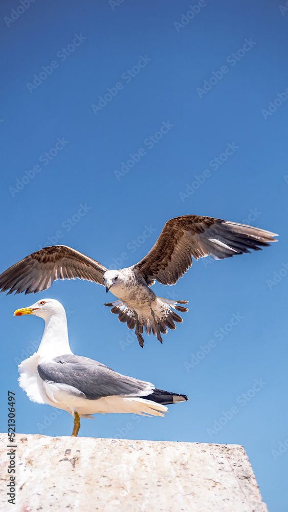 seagull flying in essaouira's port seagull flying in essaouira's port
