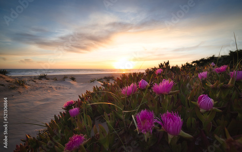 Sonnenuntergang an der spanischen Atlantik-Küste mit Blumen im Vordergrund