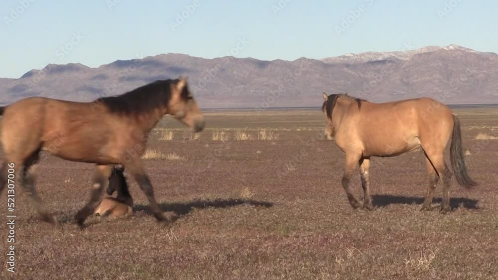 Wild Horses in Spring in the Utah Desert Wild Horses in Spring in the Utah Desert