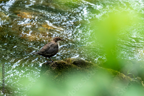 ptak pluszcz stoi na kamieniu nad rzeką