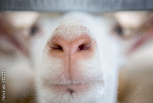 close up of a goats nose 
