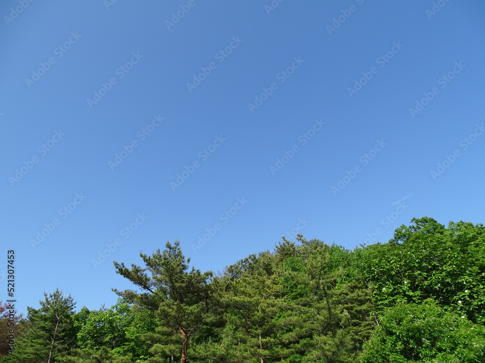 夏の森 夏の森